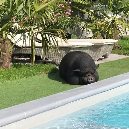 O'berges D'astacus *