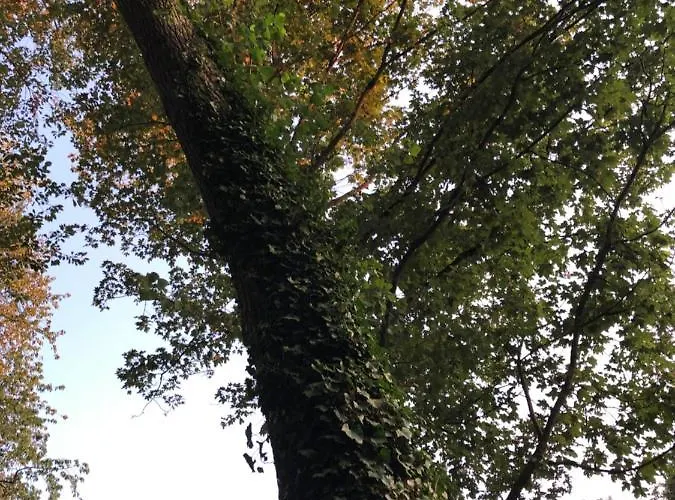 O'berges D'astacus Beloeil