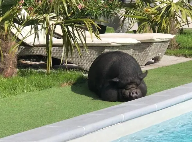 O'berges D'astacus *