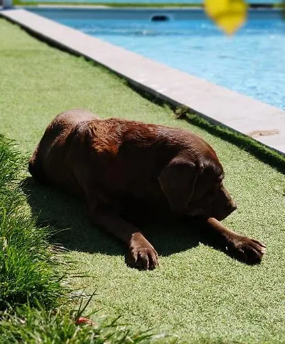 O'berges D'astacus *