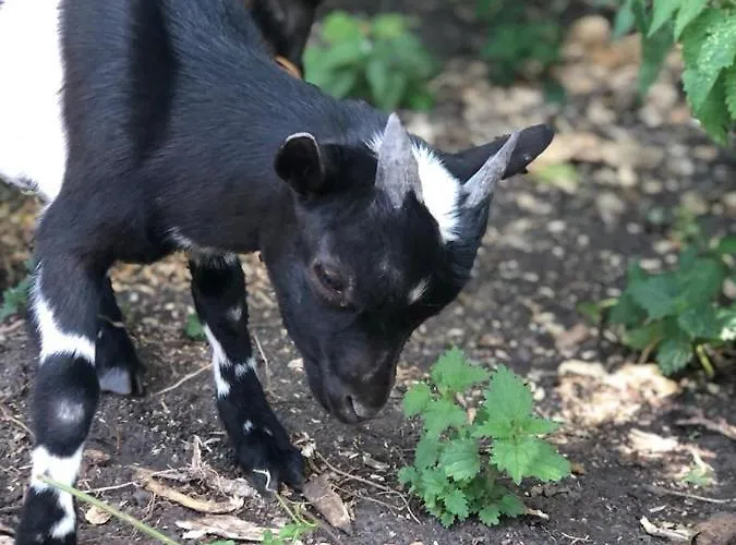O'berges D'astacus *
