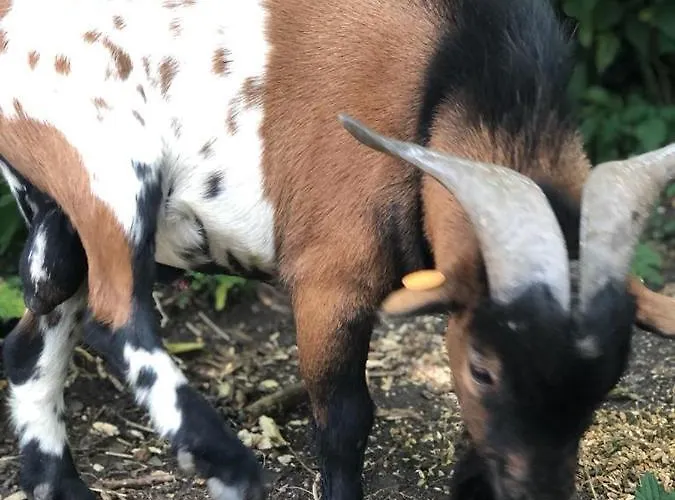 Homestay O'berges D'astacus *